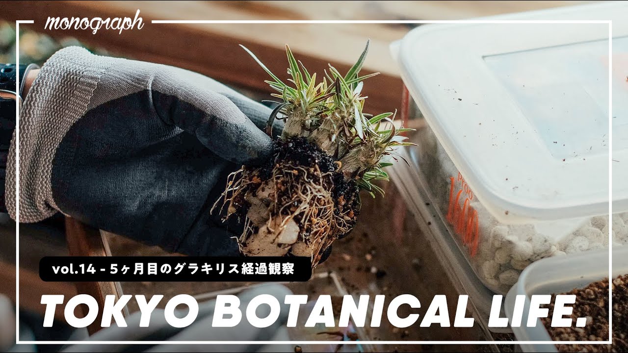TOKYO BOTANICAL LIFE - vol.14 Replanting a Gracilis 5 months after