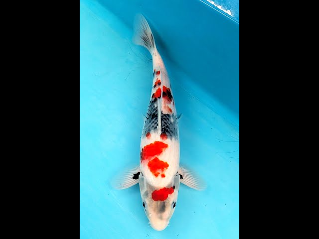 20260205-④ 昭和三色 36㎝ - YouTube