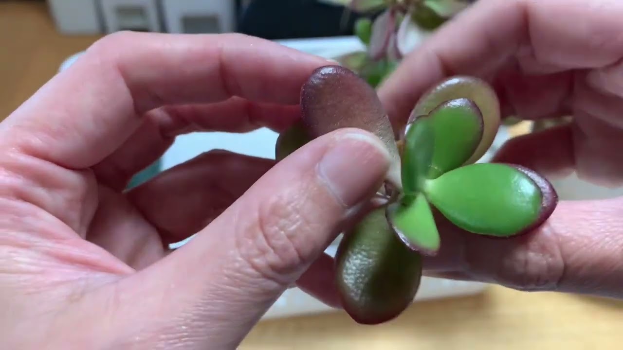 金のなる木の増やし方と育て方🪴2ヶ月前にカットした苗の根っこ確認