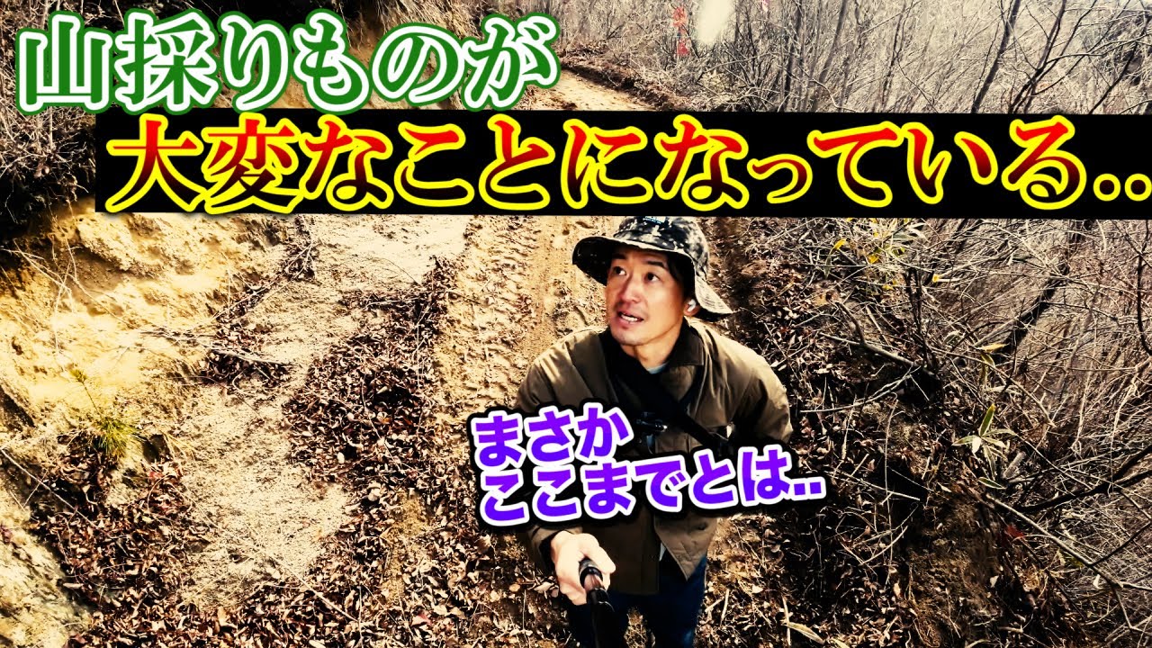 アオダモもう無い？】山採り屋さんに本音を聞いてきました。 - YouTube