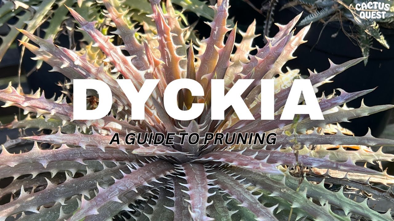 斑入りディッキアと言えばこれ！ダコタ Dyckia dakota mediopicta Cool