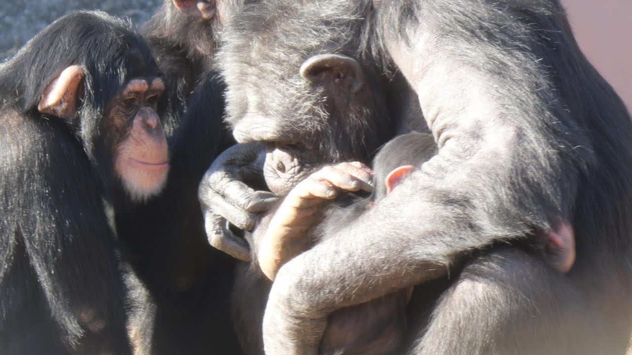 Chimpanzees raised in warmth and those raised in a world without