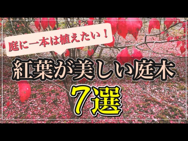 You'll want to plant one in your garden! Recommended for private