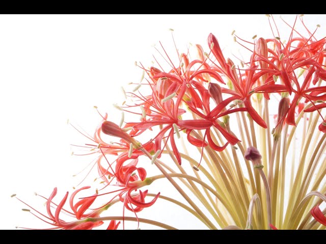 ブーファン・ディスティチャの開花(Blooming of Boophane disticha