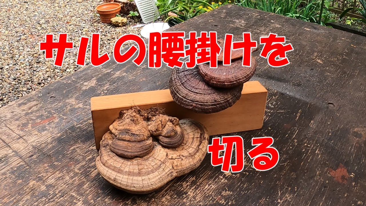 猿の腰掛けを切る - YouTube