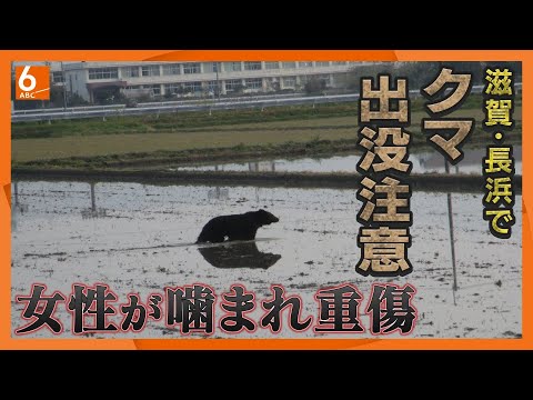 Bear attack] 60-year-old woman seriously injured, euthanized by