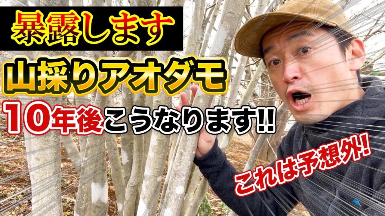暴露します】絶対に知っておいてほしい、10年後、山採りアオダモをお庭
