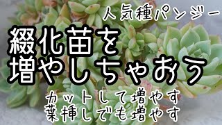 多肉植物・人気品種パンジーの綴化】綴化苗をカットして増やす！葉挿し