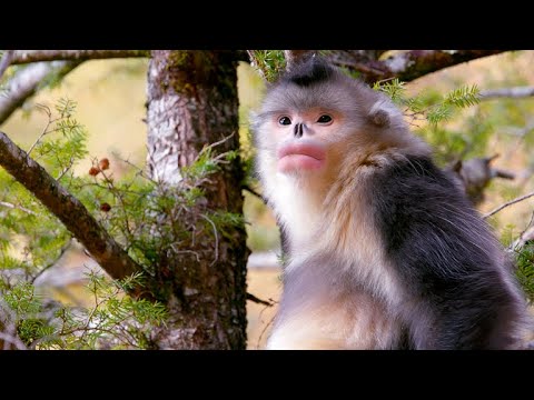 NOVITA ノビタ NATUNATURAL MOUNTAIN MONKEYS