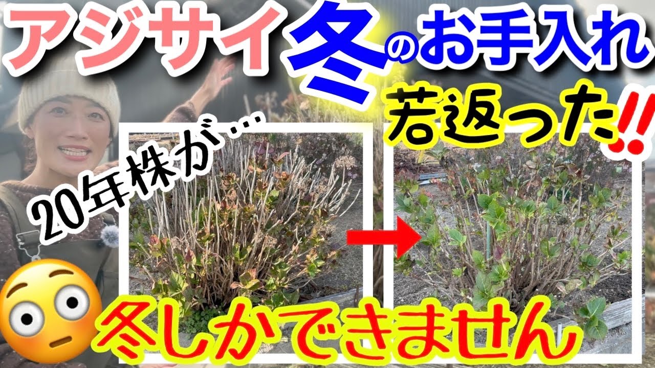 アジサイ「きらきら星」母の日に向け出荷ピーク 鹿沼 - YouTube