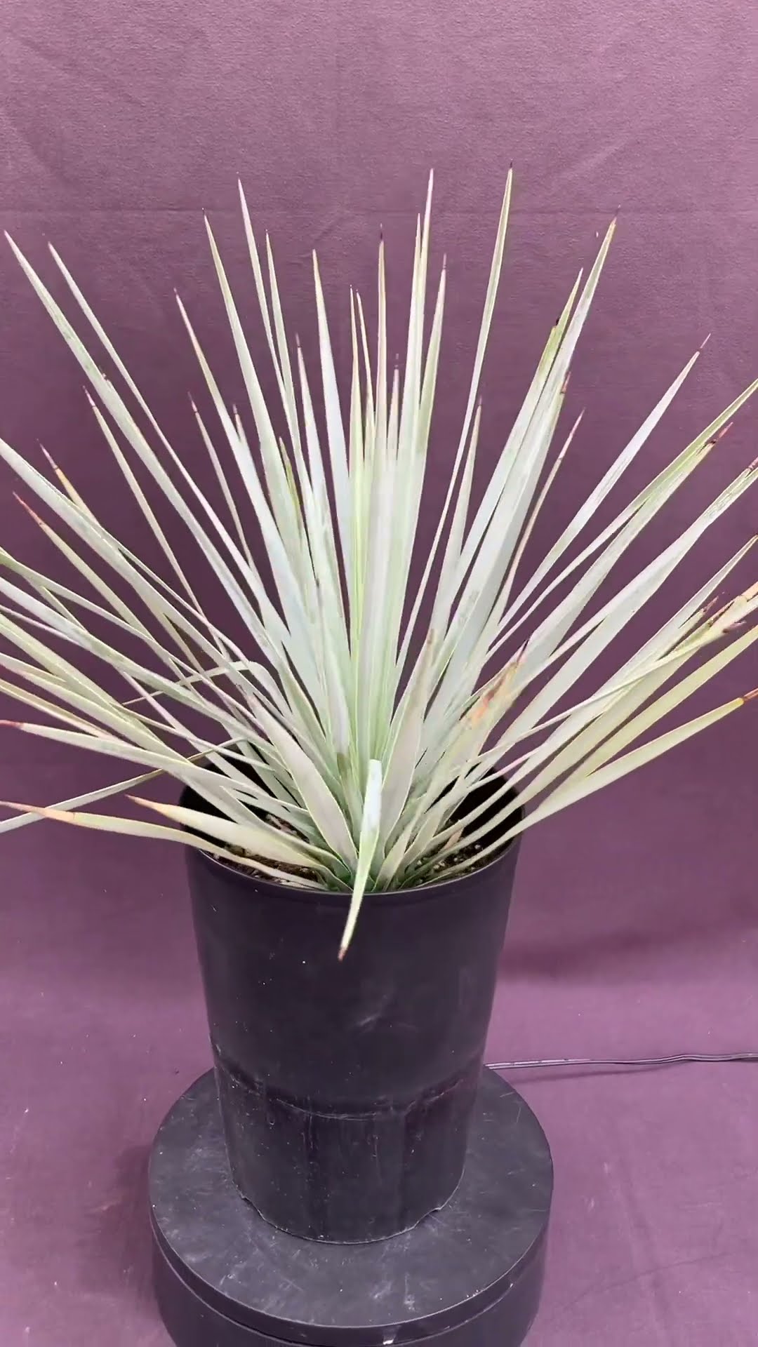 ユッカ・ロストラータ5号 - YouTube