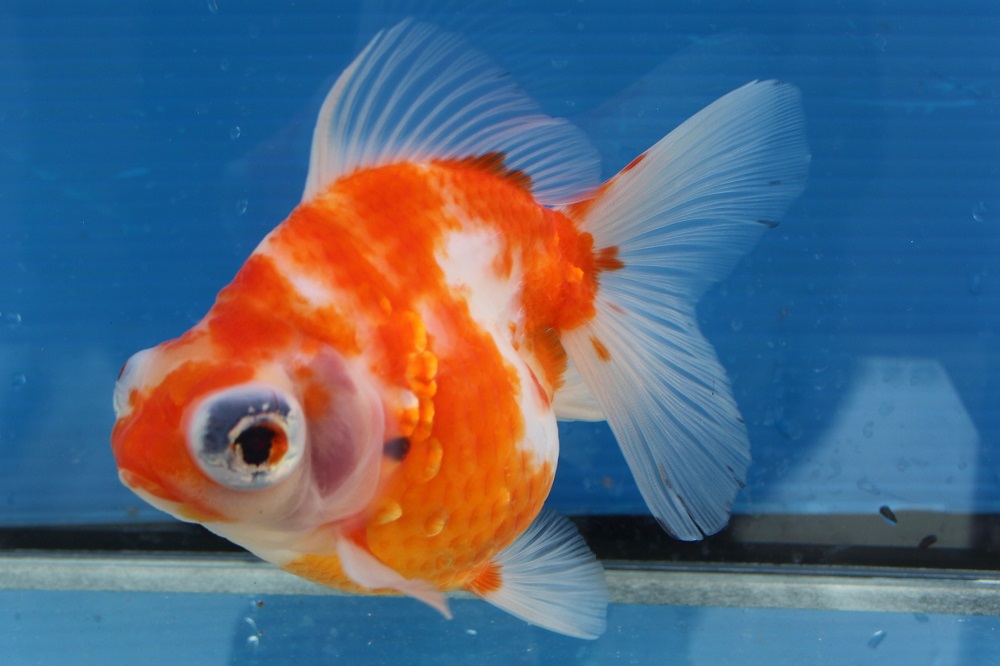 IMG_1134.jpg?fit=1000,666&ssl=1