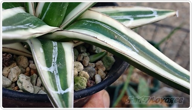 アガベ「氷山」に待望のBabyが誕生！ だけど、すごくスロー