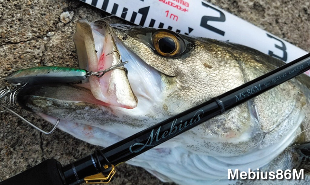 イカだけじゃない】ビギナーにもおすすめ！メバル、シーバス