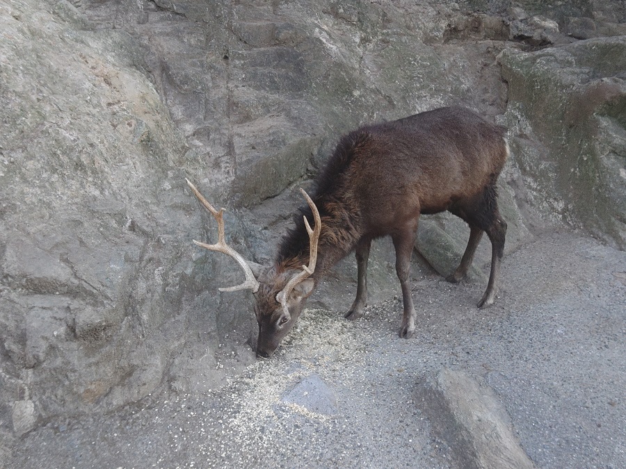 ニホンシカ | 【公式】池田動物園