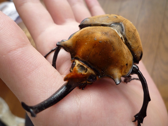 エレファスゾウカブト 1」愛知県 - 爬虫類・他の里親募集(300171) 1