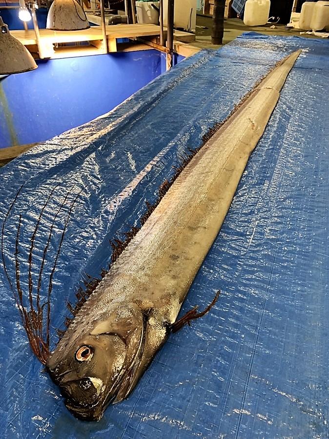 富山で幻の深海魚リュウグウノツカイ展示 日本最古の水族館「魚津