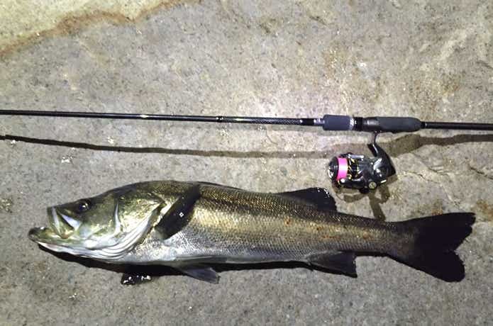 折れてもまた買いたい！元釣具屋が愛した「グラマーロックフィッシュ