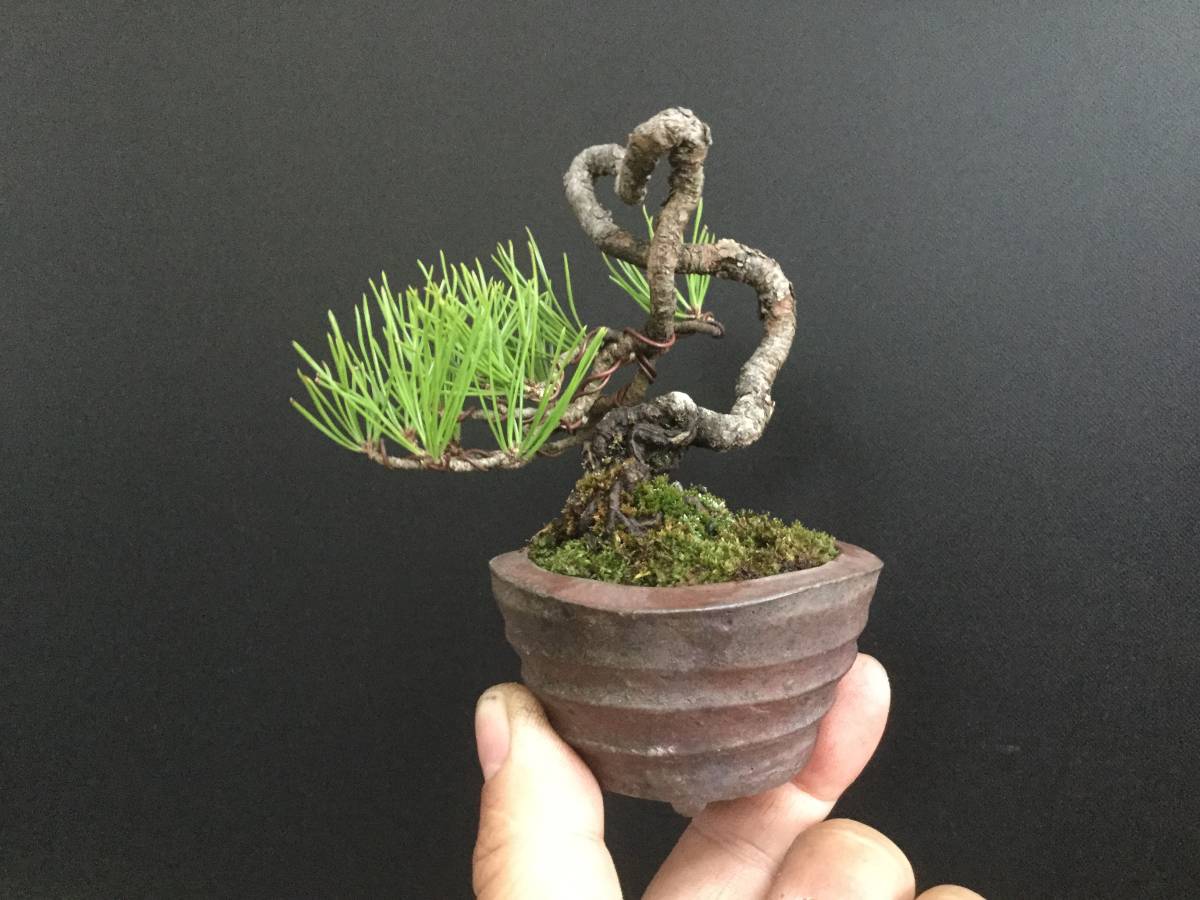 YUUTAさん専用 赤松 文人盆栽 高さ95センチです YUUTAさん専用 赤松