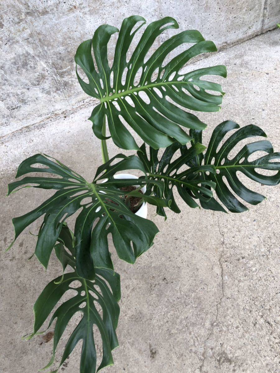 モンステラデリシオーサマクロコズム大型葉希少系統鉢植え高さ114