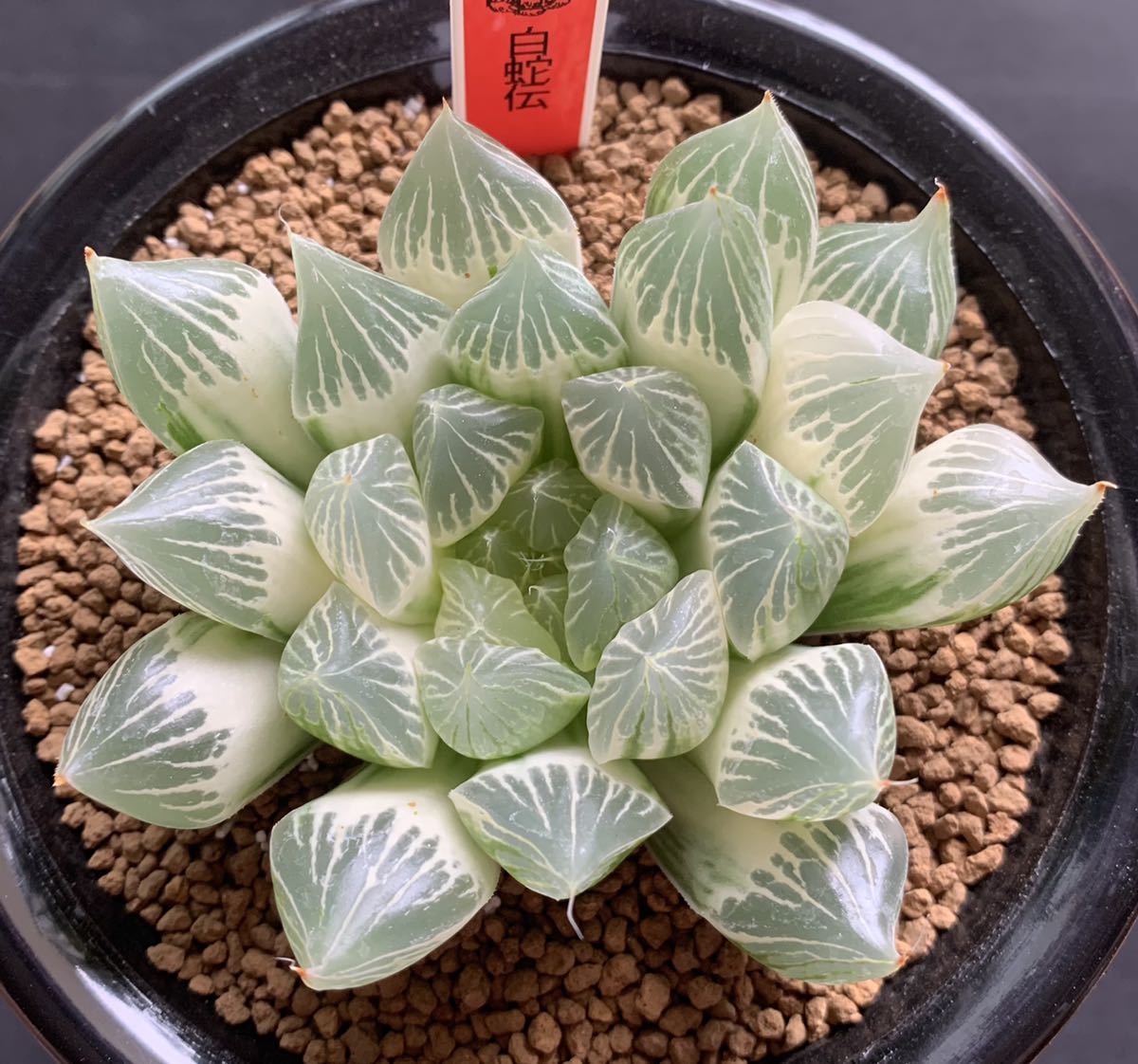 ハオルチア 『白蛇伝』 発根活着済み ハオルチア 白蛇伝 発根済