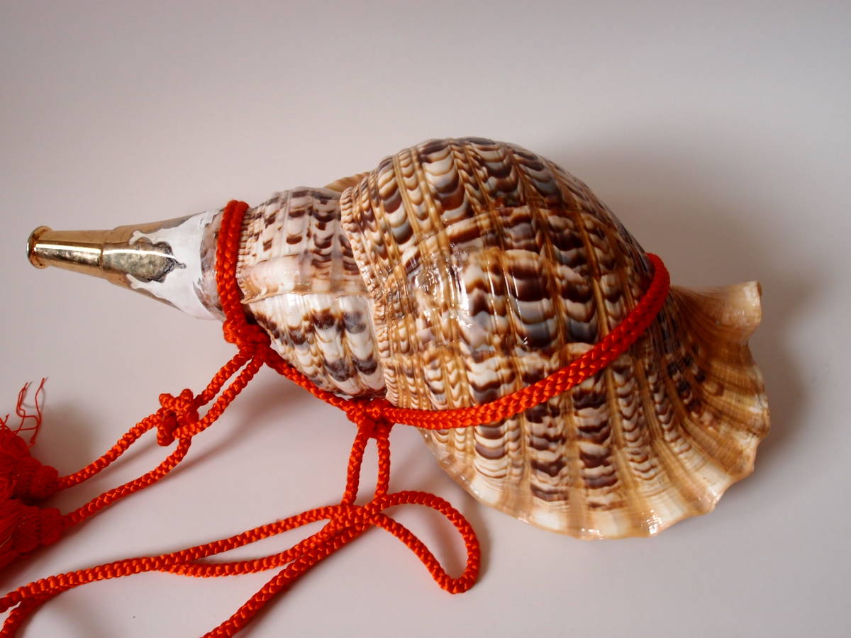 修験道法螺貝 山伏 密教 魔除け 熊よけ❣️ほら貝 ホラガイ 大型38㎝