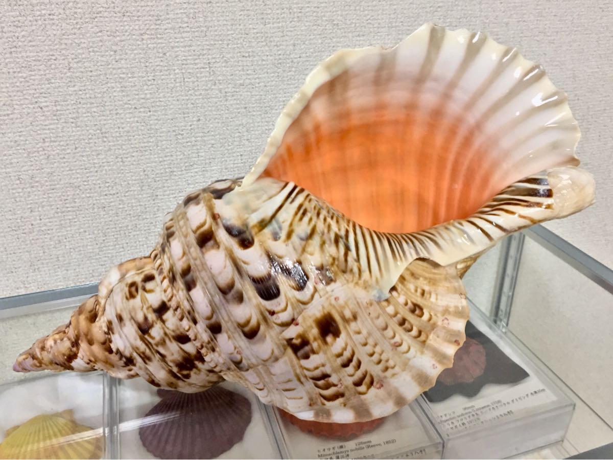 ☀︎Gracias☀︎です 大型修験道法螺貝39.5㎝ 山伏 密教 魔除け 特大肉