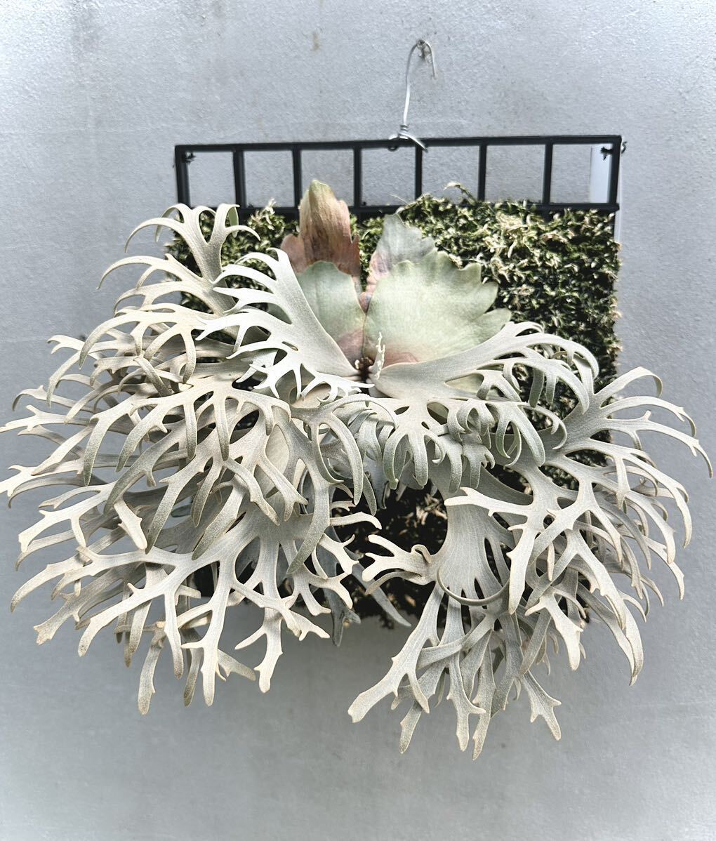 willinckii Jenny #1 & OMG胞子 セット ビカクシダ willinckii 'Jenny