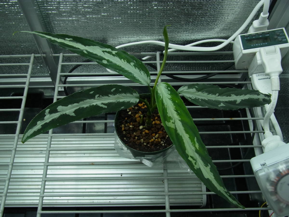 増殖株】アグラオネマ ピクタム LA便 A 