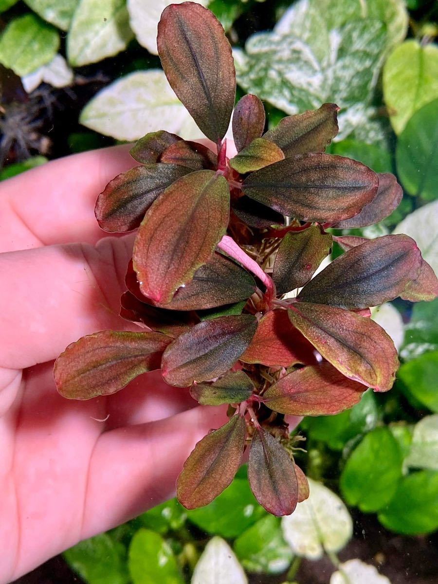 ブセファランドラsp.ネオ2015 ブセファランドラsp Brownie Neo 2015