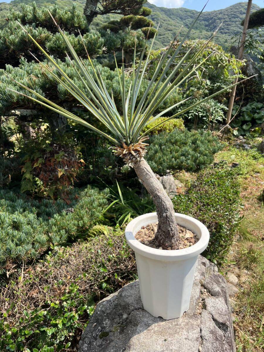 ユッカ ロストラータシルバーブルー Blue フラワー・ガーデニング