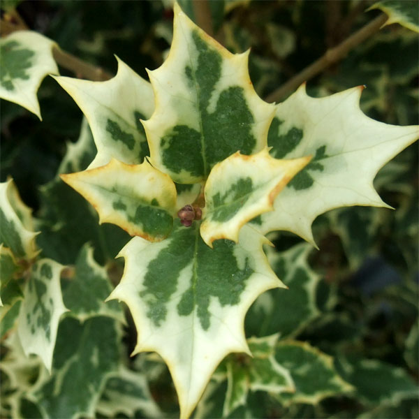 園芸ネット本店｜ヒイラギ：斑入ヒイラギ6号ポット の通販【公式】