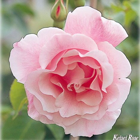 園芸ネット本店｜[送料無料]つるバラ：スパニッシュビューティ 長尺