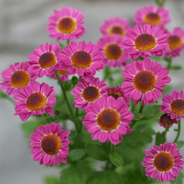 園芸ネット本店｜キク（小菊）：ももえ3号ポット 2株セット の通販【公式】