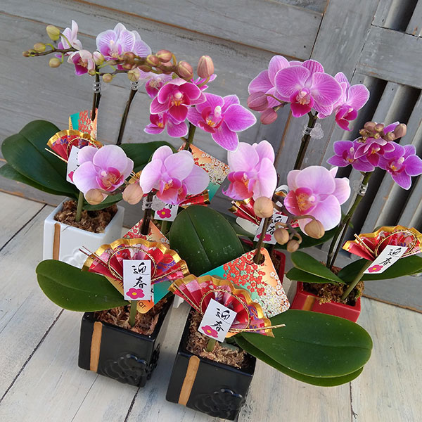 園芸ネット本店｜マイクロコチョウラン（胡蝶蘭）2.5号陶器鉢入り