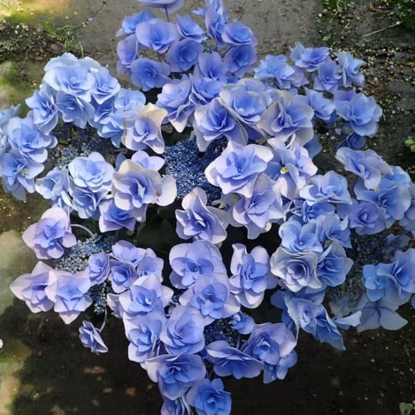 園芸ネット本店｜アジサイ：フェアリーアイ（ブルー） 5号鉢植え の