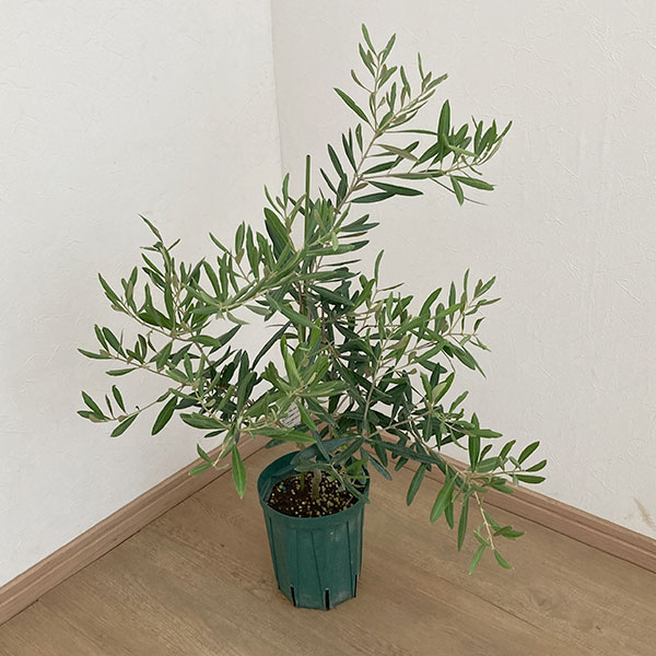 園芸ネット本店｜オリーブ：デルモロッコ5～6号ポット の通販【公式】