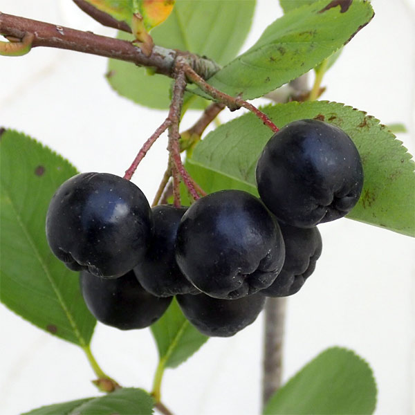 園芸ネット本店｜アロニア（チョコベリー）3.5号ポット の通販【公式】