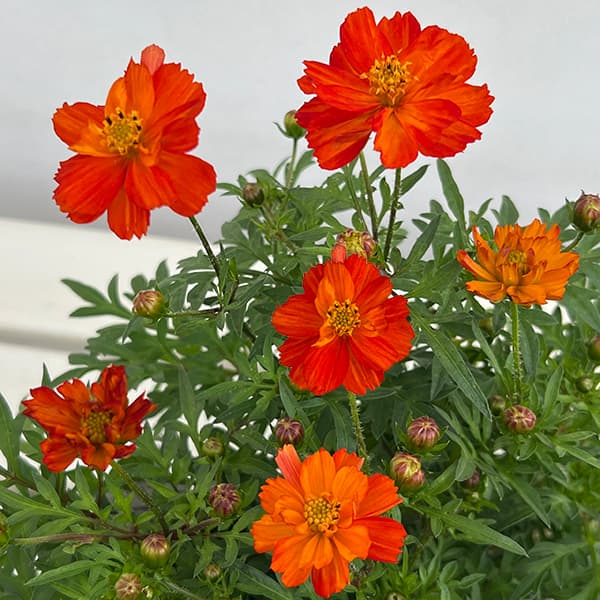 園芸ネット本店｜キバナコスモス（黄花コスモス）：レッド3号ポット の