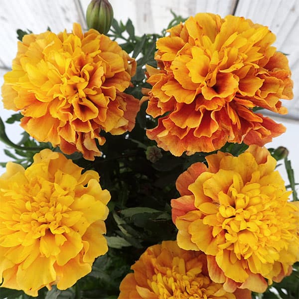 園芸ネット本店｜マリーゴールド ストロベリーブロンド3-3.5号ポット 2