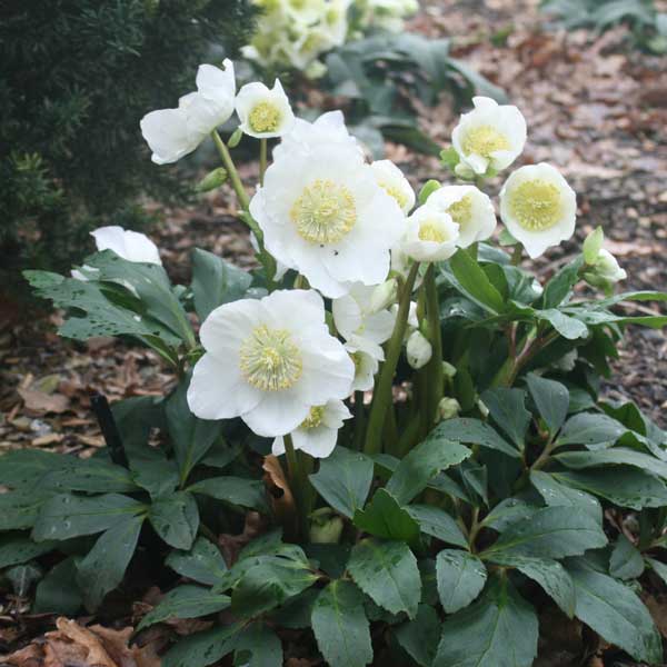 園芸ネット本店｜クリスマスローズ（原種系）：*ニゲルHGCジェスコ4.5