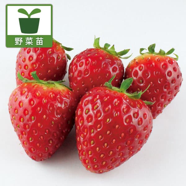園芸ネット本店｜イチゴ（一季なり）：東京おひさまベリー(PVP)3号
