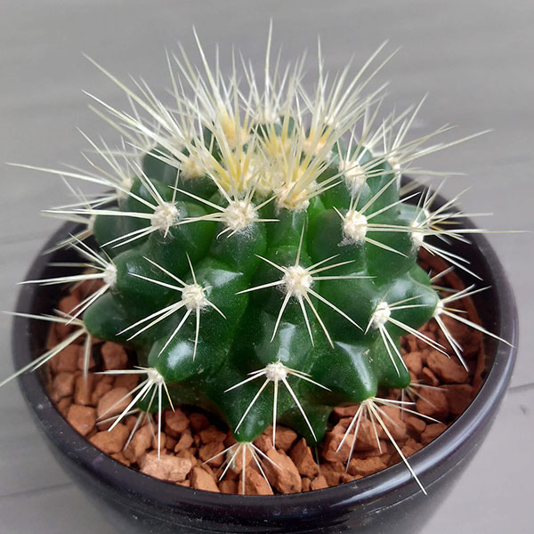 園芸ネット本店｜サボテン：キンシャチ 3号鉢入り の通販【公式】