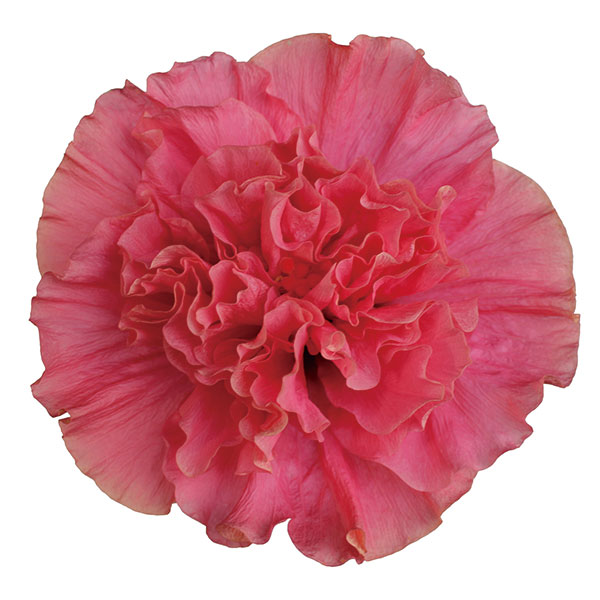 園芸ネット本店｜ハイビスカス（ニューロングライフ）：アドニスダブル