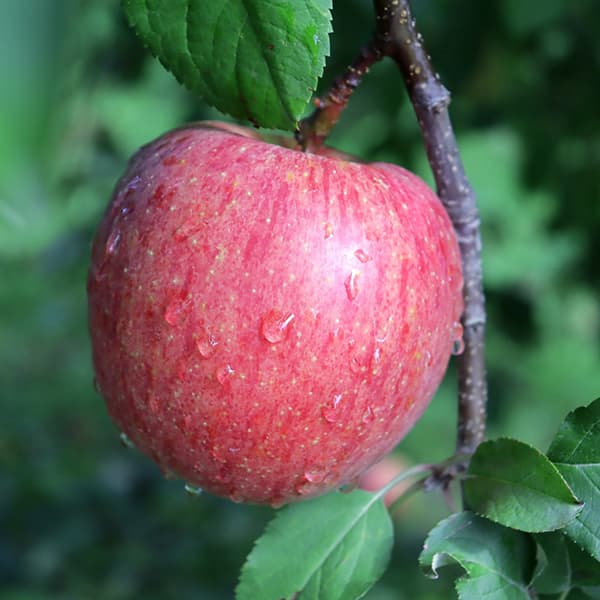 園芸ネット本店｜リンゴ：ふじ（富士）4～5号ポット の通販【公式】