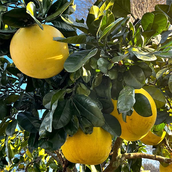 園芸ネット本店｜バンペイユ（晩白柚・ザボン）4～5号ポット の通販