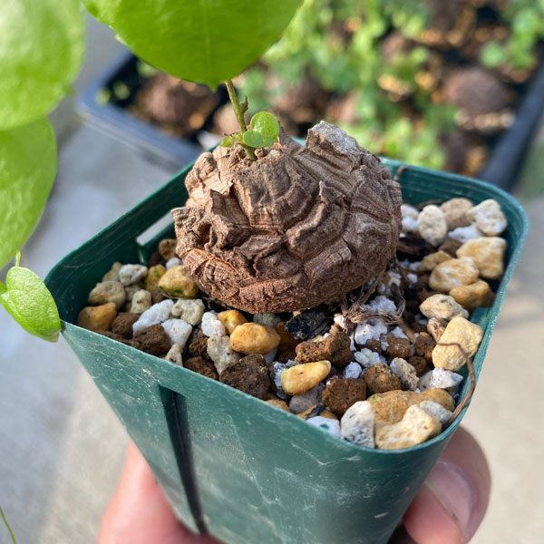 園芸ネット本店｜ディオスコレア（亀甲竜）：エレファンティペス 2.5号