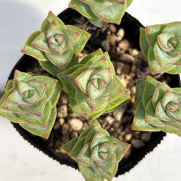 園芸ネット本店｜クラッスラ：星の王子 2.5号ポット の通販【公式】