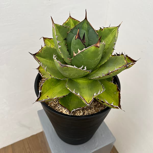 園芸ネット本店｜アガベ：オテロイ（FO-076 エフオーゼロナナロク） 7