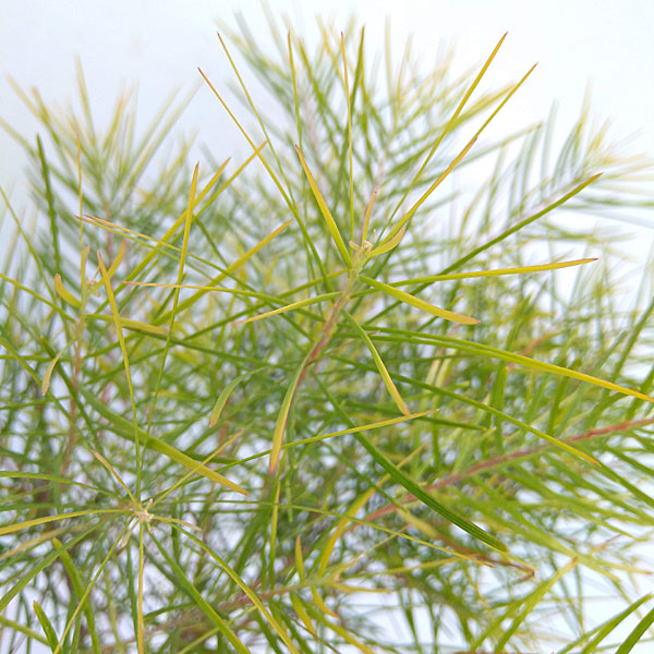 園芸ネット本店｜アカシア：フロリバンダフェニックスゴールド4号